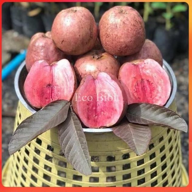 

Terlaris Bibit Tanaman Jambu Biji Merah Australia