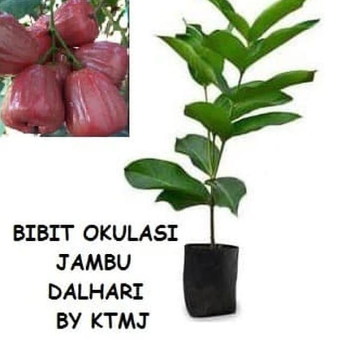 

Terlaris Bibit Tanaman Jambu Dalhari Hasil Okulasi