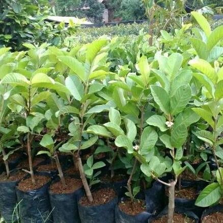 

Terlaris Promo Ramadhan Beli 5 Dapat 10 Bibit Jambu Kristal Taiwan Siap Buah.