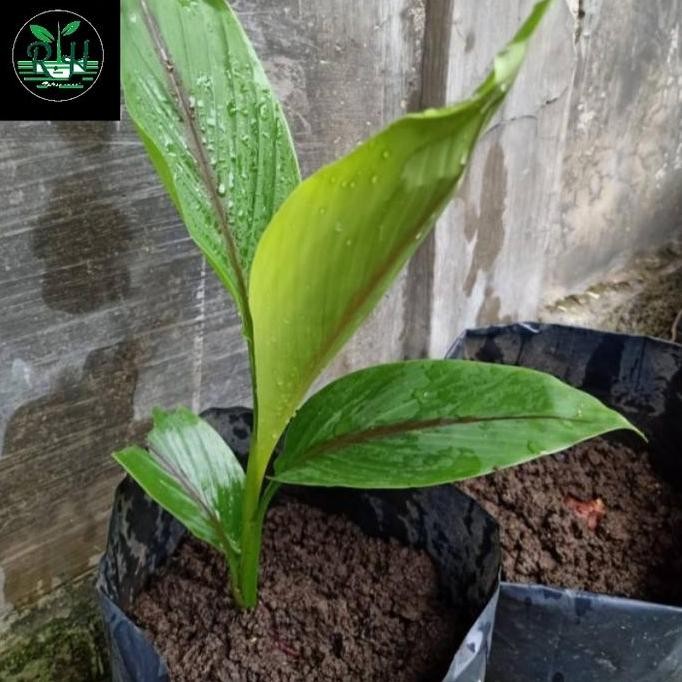 

Terlaris Bibit Kunyit Putih Organik Obat Herbal Siap Tanam