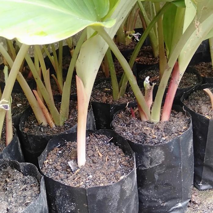 

Terlaris Bibit Kunyit Hitam Original Kaempferia Parvifora