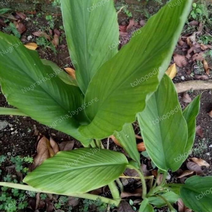 

Terlaris Bibit Kunyit Sayur/Kunyit Dapur