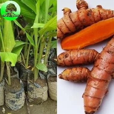 

Terlaris Bibit Kunyit Merah Obat Herbal | Tanaman Obat Obatan