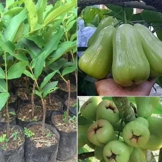 

Terlaris Bibit Jambu Air Madu Deli Hijau Mudah Berbuah | Bisa Ditanam Dipot