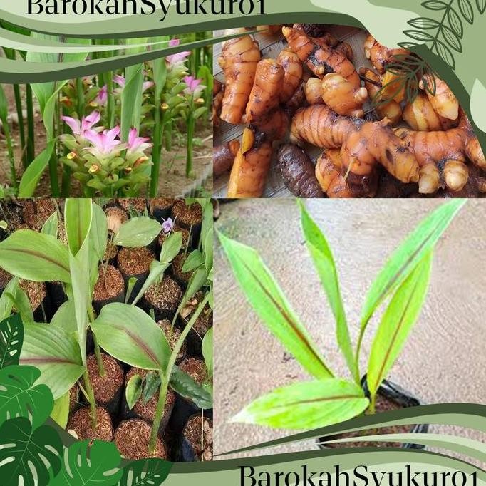 

Terlaris Bibit Tanaman Temu Putih / Kunyit Putih (Obat Herbal)