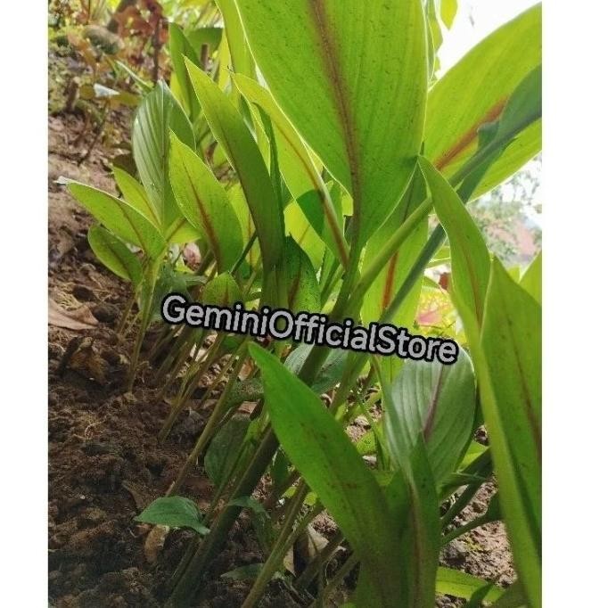 

Terlaris Bibit Tanaman Herbal Kunyit Putih Bibit Temu Putih Curcuma Putih