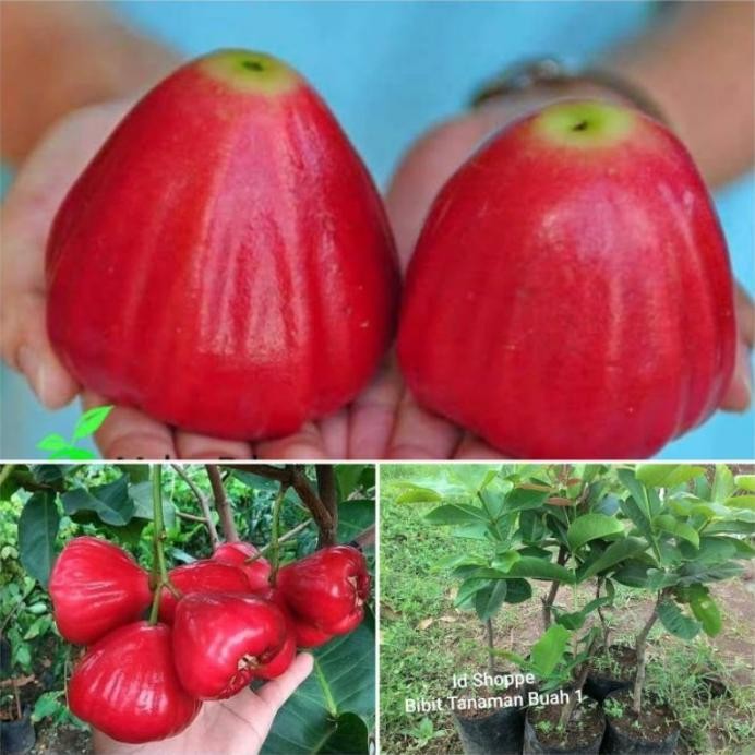 

Terlaris Bibit Pohon Buah Jambu Red Taiwan Okulasi Cepat Berbuah Siap Tanam