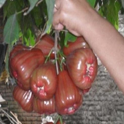

Terlaris Bibit Tanaman Jambu Dalhari