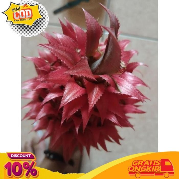 

Promo Buah Nanas Muda Merah Per1 Buah