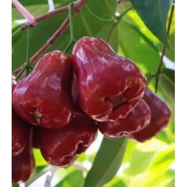 

Terlaris Bibit Jambu King Rose Unggul Siap Tanam | Bibit Jambu King Rose Murah