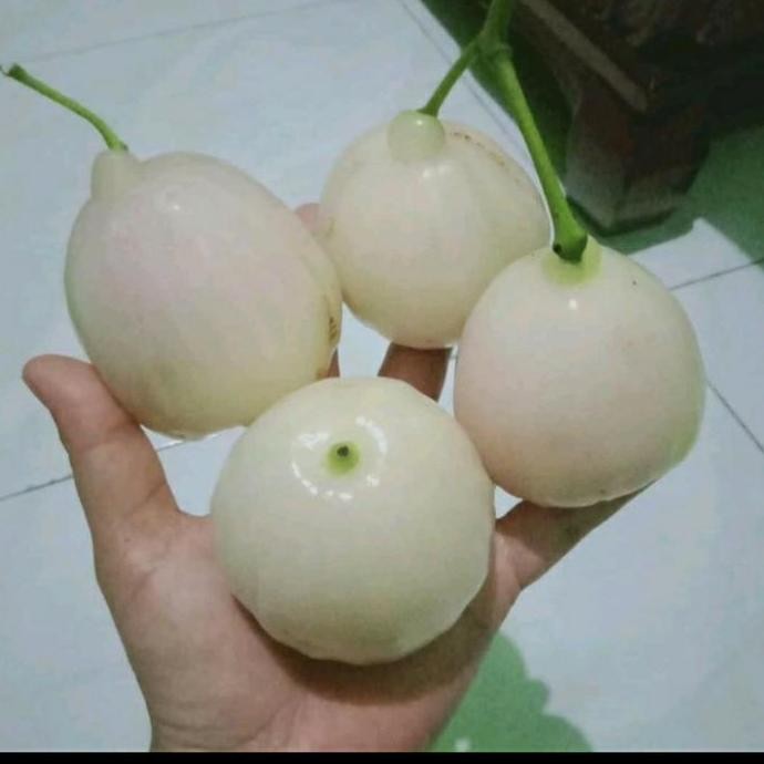 

Terlaris Bibit Buah Jambu Air Madura Cangkok Sedang Berbunga/Berbuah