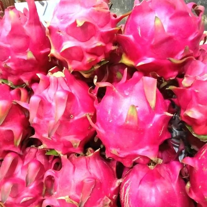 

buah naga lokal/lebih besar dan manis