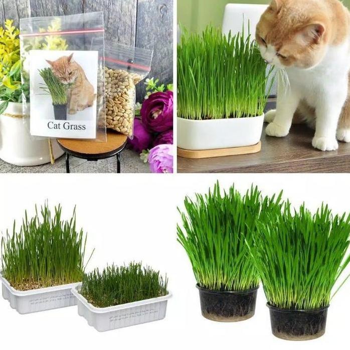 

Terlaris Gandum Mini 50 Gr Benih Rumput Gandum Wheat Grass Rumput Kucing