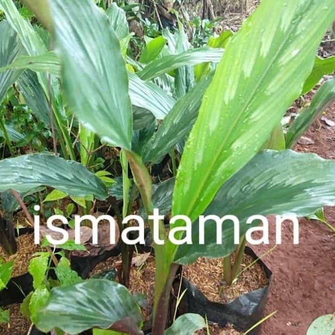 

Terlaris Bibit Tanaman Herbal Pohon Kunyit Putih