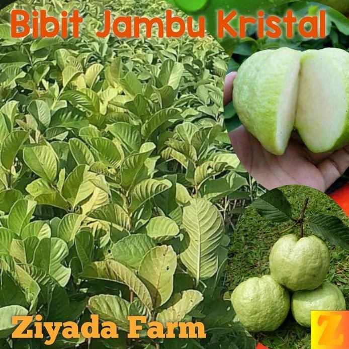 

Terlaris Paket 3 Bibit Tanaman Buah Jambu Kristal Taiwan Cocok Untuk Tabulampot