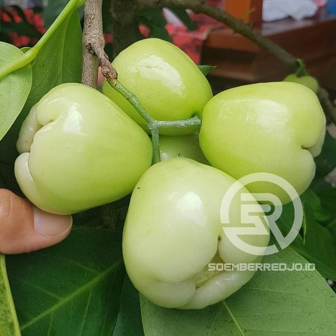 Terlaris Bibit Buah Jambu Air Madura - Jambu Cemplong
