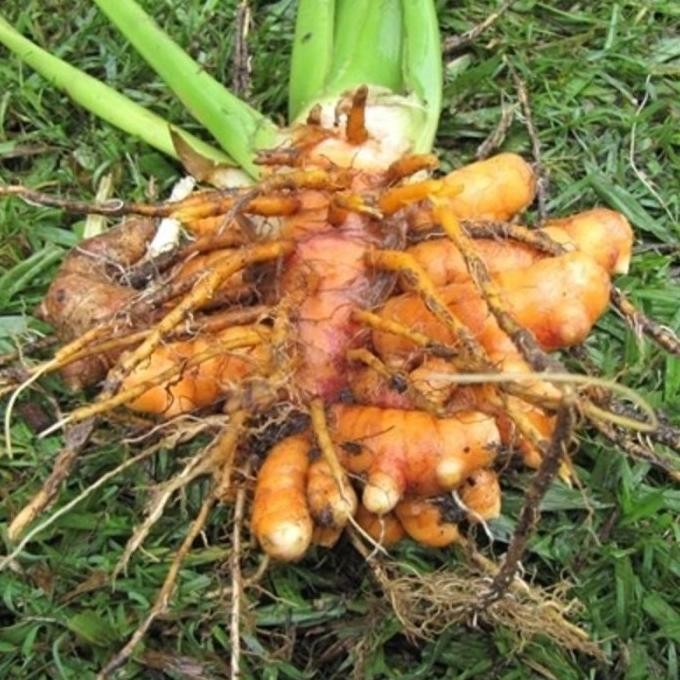 

Terlaris Bibit Kunyit Kulitas Unggul Ratu Alam Kunyit| Benih Kunyit