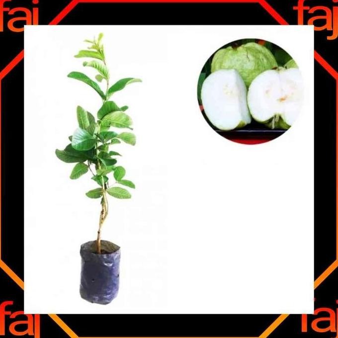 

Terlaris Termurah Bibit Tanaman Pohon Jambu Kristal Cristal Fruit Tanpa Biji