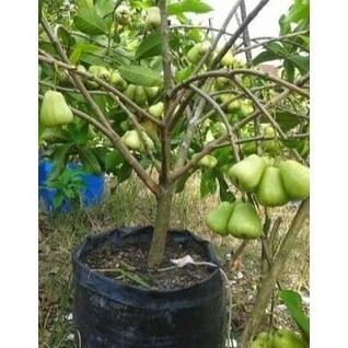 

Terlaris Bibit Jambu Tsg Taiwan Super Gren Jumbo Hasil Okulasi Cepat Berbuah