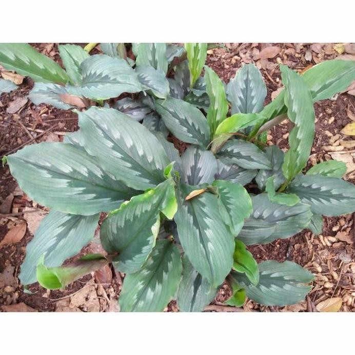 

Terlaris Bibit Kunyit Putih / Curcuma Zedoaria