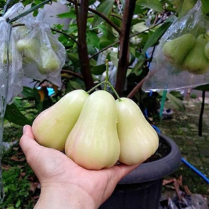 

Terlaris Bibit Jambu Air Madu Deli Tingi 70-1M Murah Terlaris No 1 Populer