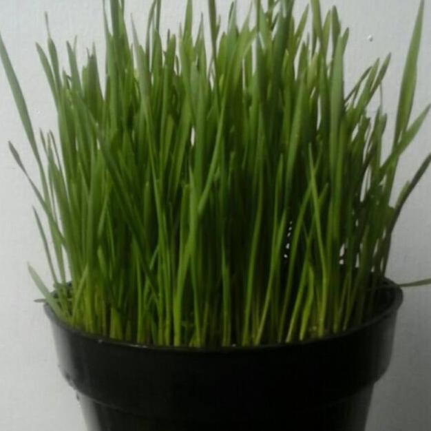 

Terlaris Benih Rumput Gandum/Wheatgrass/Catgrass 1 Kilogram Rueeuz 6563Xq