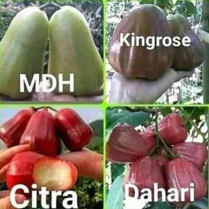 

Terlaris Tanaman/Bibit Jambu Air Kusuma Merah Murah Berkualitas