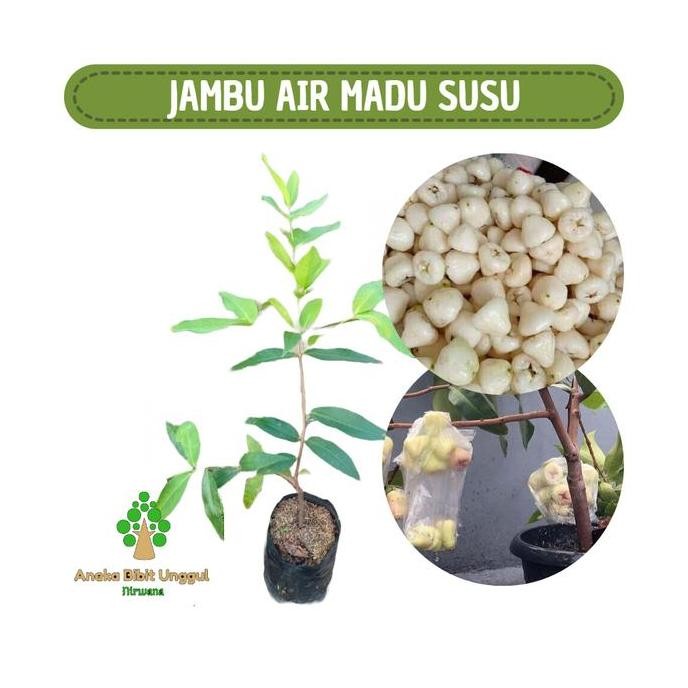 

Terlaris Bibit Jambu Air Susu/Jambu Air Putih Aneka Bibit Unggul