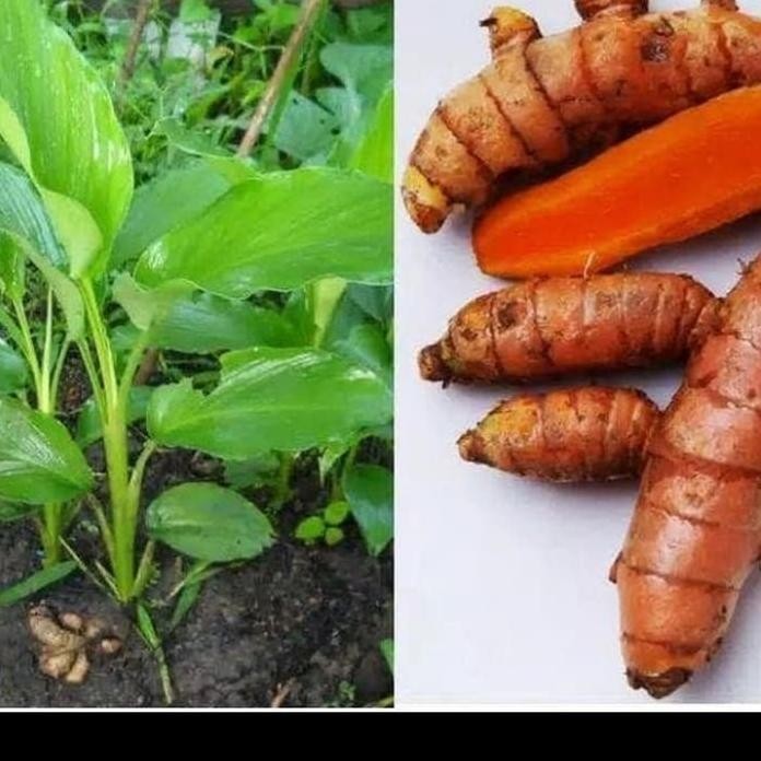 

Terlaris Bibit Kunyit / Tanaman Herbal Kunyit Cegah Maag Bibit Tanaman Super Unggul Asli Original