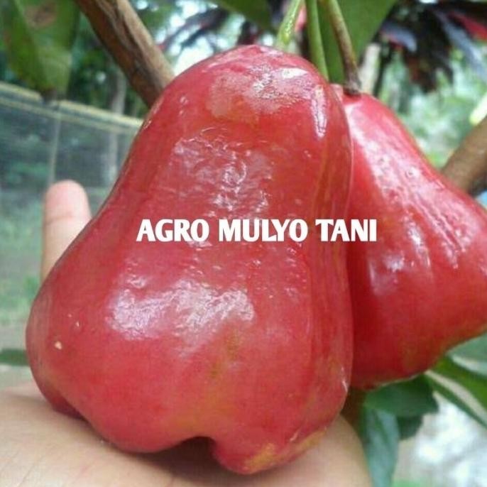 

Terlaris Bibit Jambu Bajang Leang Okulasi