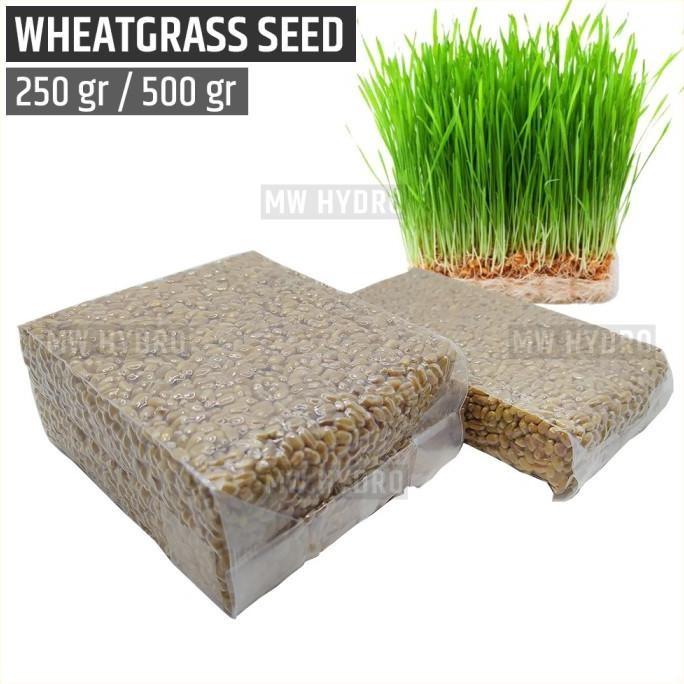 

Terlaris Benih Wheat Grass / Wheatgrass Seed / Biji Rumput Gandum Yawbma 1344Jg