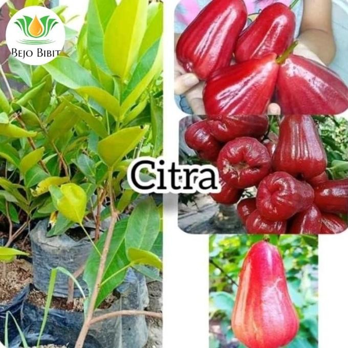 

Terlaris Bibit Jambu Citra Merah | Pohon Jambu Air Citra | Tanaman Buah Jambu