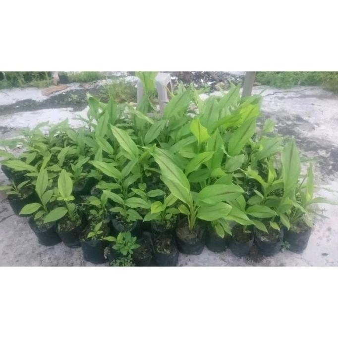 

Terlaris Ready Terlaris Bibit Tanaman Kunyit Putih Super Siap Tanan