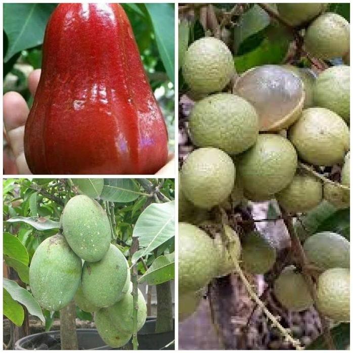 

Terlaris Benih Bibit Promo Murah (Mangga Manalagi, Kelengkeng Matalada, Jambu Kiojok)