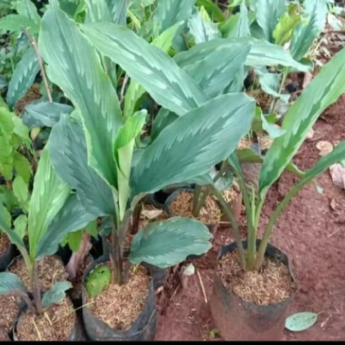 

Terlaris Bibit Tanaman Kunyit Putih/ Kunir Putih Herbal