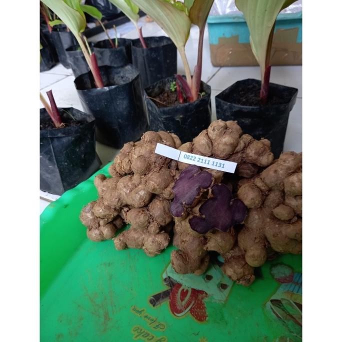 

Terlaris Bibit Kunyit Hitam 1Kg Asli