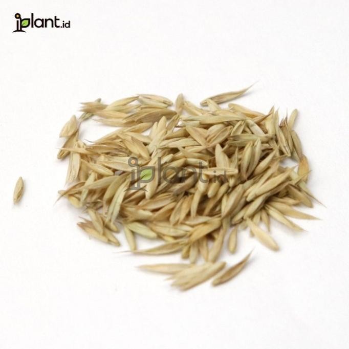 

Terlaris Benih Rumput Gandum - Biji Rumput Kucing Sehat (Catgrass Yogkki 5281Nk
