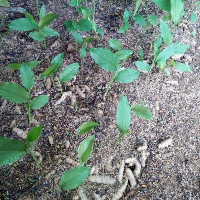 

Terlaris Bibit Tanaman Kunyit/Kunir Sayur