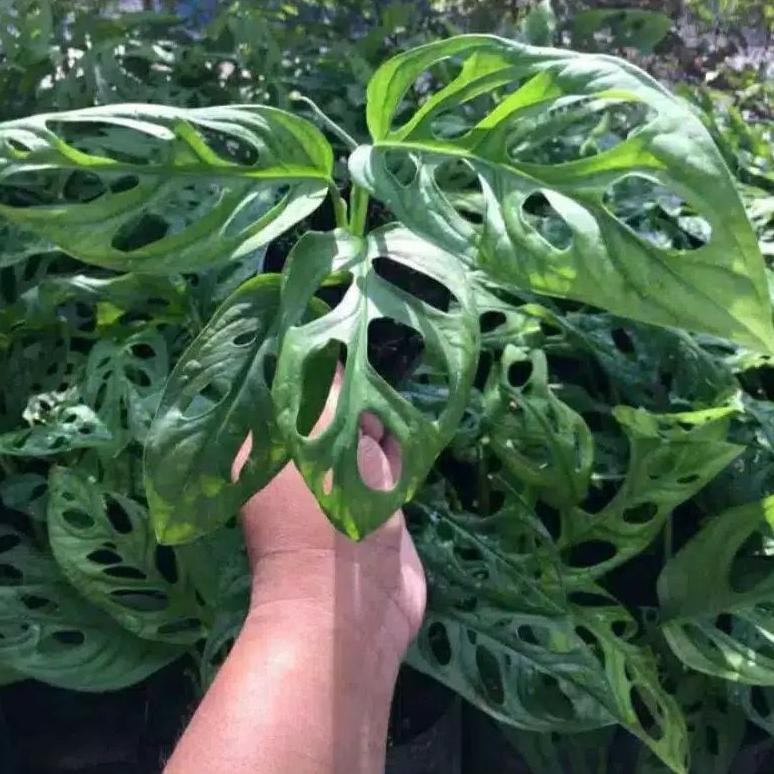 Ede-78 Dg-4 Promo/Tanaman Hias Monstera Obliqua/Janda Bolong/Janda Bolong Murah Berkualitas