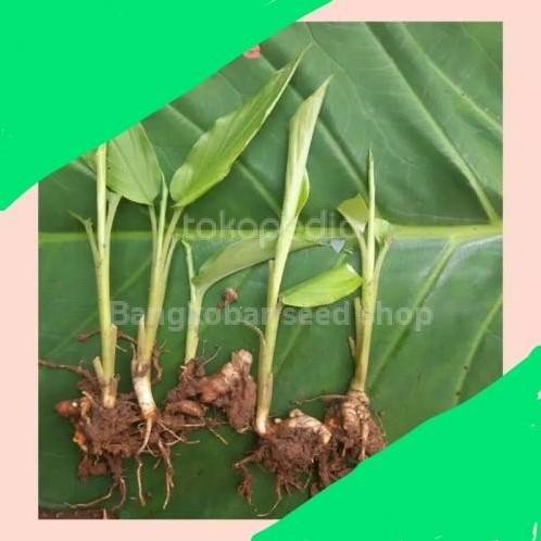 

Terlaris Bibit Tanaman Kunyit Kuning | Herbal Kunir