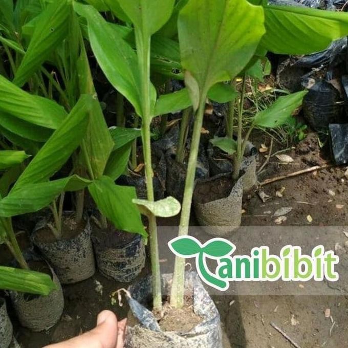 

Terlaris Ankn Bibit Pohon Tanaman Temu Putih - Kunyit Putih (Obat Herbal)