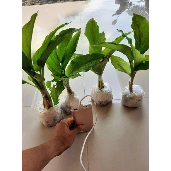 Terlaris Bibit Kunyit Hitam Original