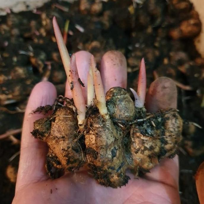 

Terlaris Bibit Rimpang Kunyit Hitam Bertunas /100 Gram