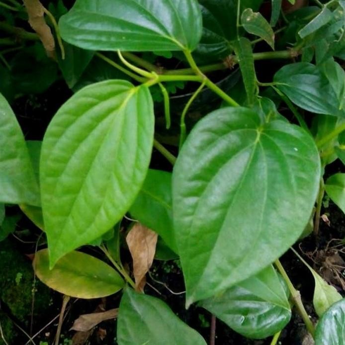 

Terlaris Bibit Tanaman Obat Sirih Hijau Herbal Siap Tanam