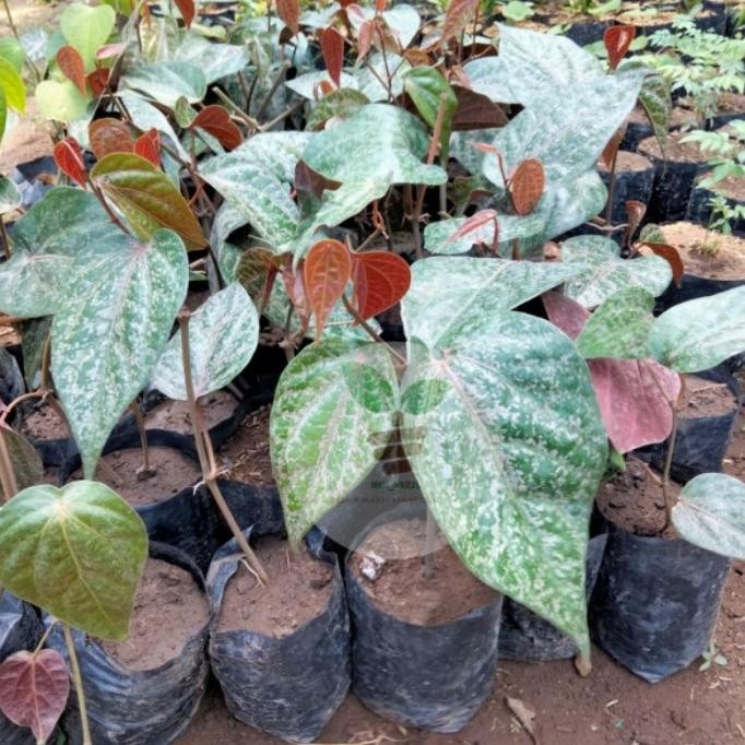 

Terlaris Bibit Daun Sirih Merah Tanaman Sirih Herbal Alami Daun S Biybes 9702Xc