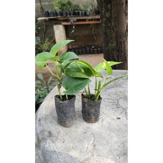 

Terlaris Terbaik Bibit Sirih Gading
