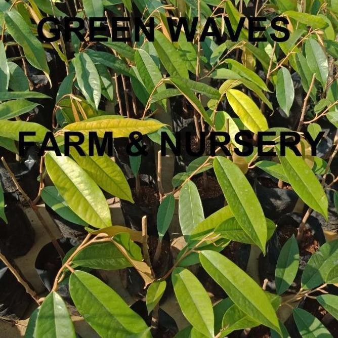 

Terlaris Ready Bibit Durian Musang King/Raja Kunyit (D197) 40 Cm - 50 Cm