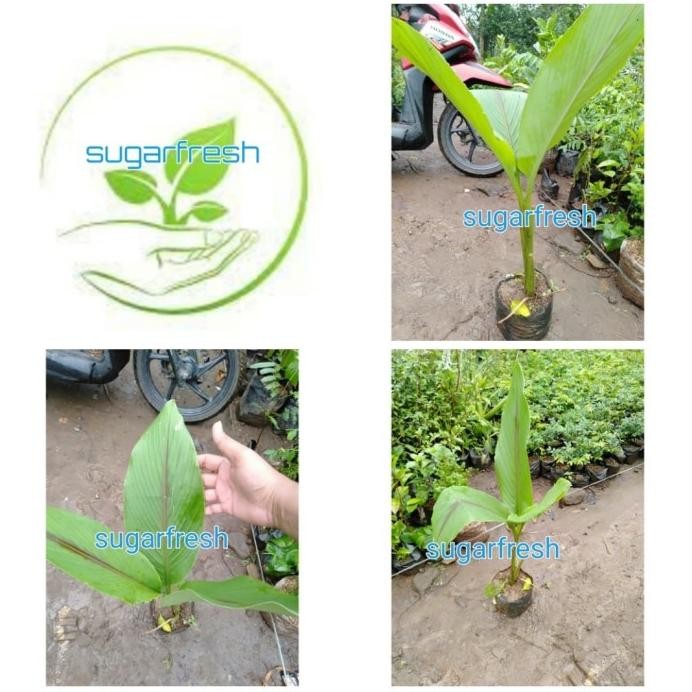 

Terlaris Bibit Tanaman Temu Putih - Kunyit Putih Herbal Mmz