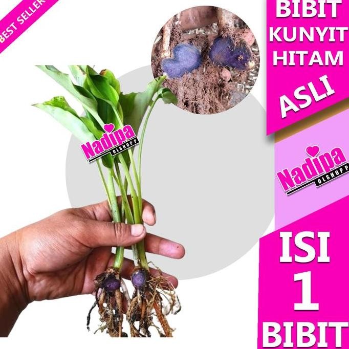 

Terlaris Bibit Kunyit Hitam Asli Original Bukan Temu Ireng Lokal Nadipa Olshopp