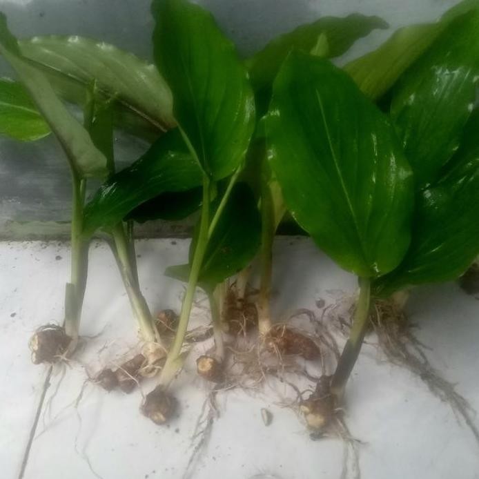 

Terlaris Bibit Tanaman Kunyit Putih Herbal Siap Tanam